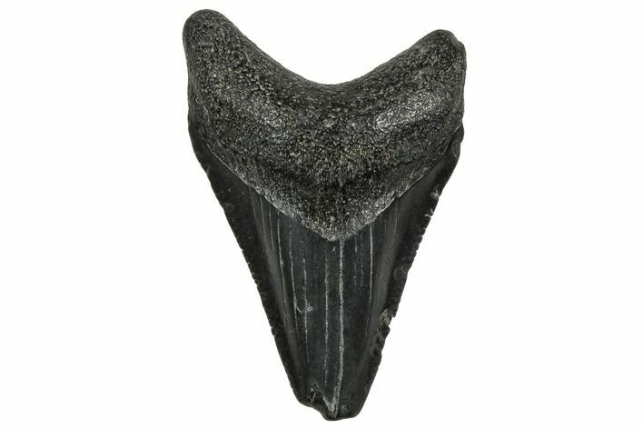 Serrated, Juvenile Megalodon Tooth - South Carolina #328486